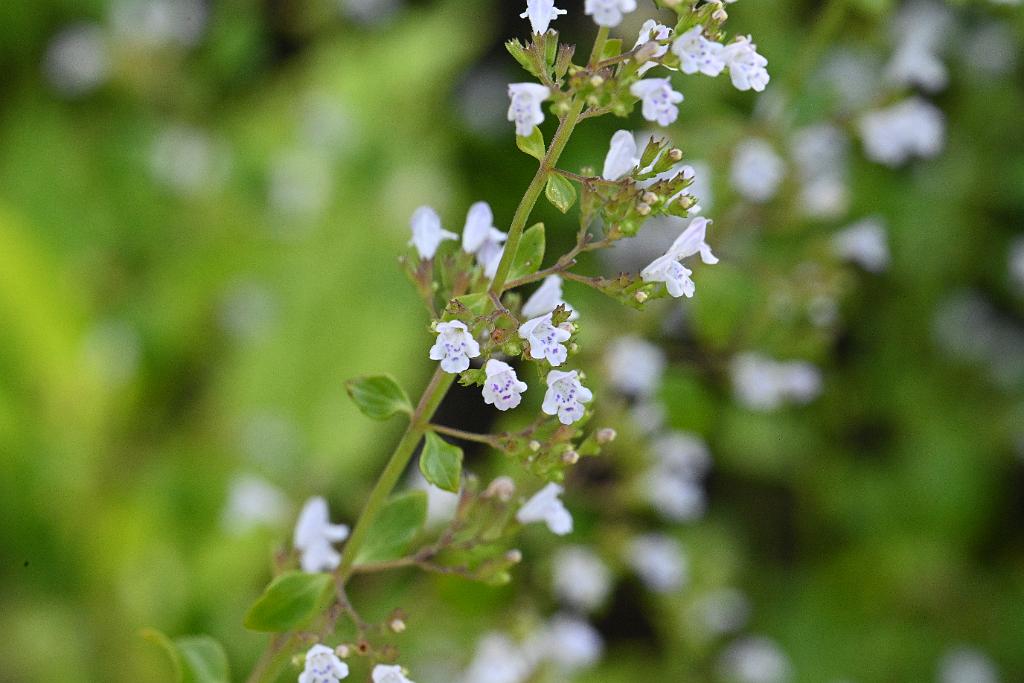 2025-08080015 Tower Hill Botanaic Garden, MA.JPG - Lesser Calamint (Calamintha nepata). New England Botanic Garden at Tower Hill, MA, 8-8-2025